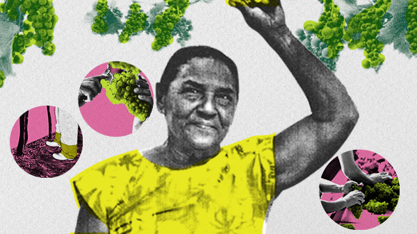 rotina de mulheres na produção de frutas