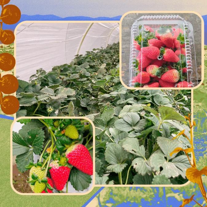 Montagem com três imagens mostra no centro, plantações em estufa coberta com plástico. No canto inferior esquerdo, morangos vermelhos e verdes ainda nos pés. No canto superior direito, morangos maduros em embalagem plástica transparente, prontos para venda.