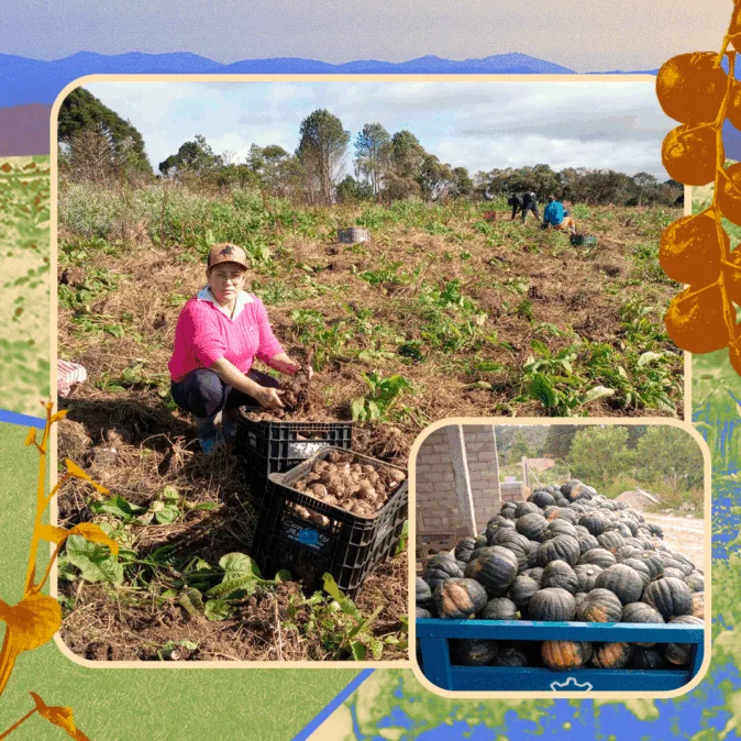 Rita do Rosário agachada colhe raízes em plantação, ao lado de caixas cheias de tubérculos. Ao fundo, mais pessoas trabalham no campo. No detalhe, colheita de abóboras empilhadas em carroça azul.