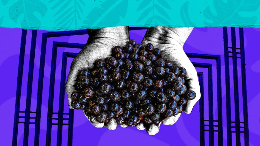 Colagem digital com fundo roxo e detalhes geométricos em preto. No centro, duas mãos em tons de cinza seguram um punhado de frutos escuros de açaí. Na parte superior, uma faixa verde com textura de folhas completa a composição.